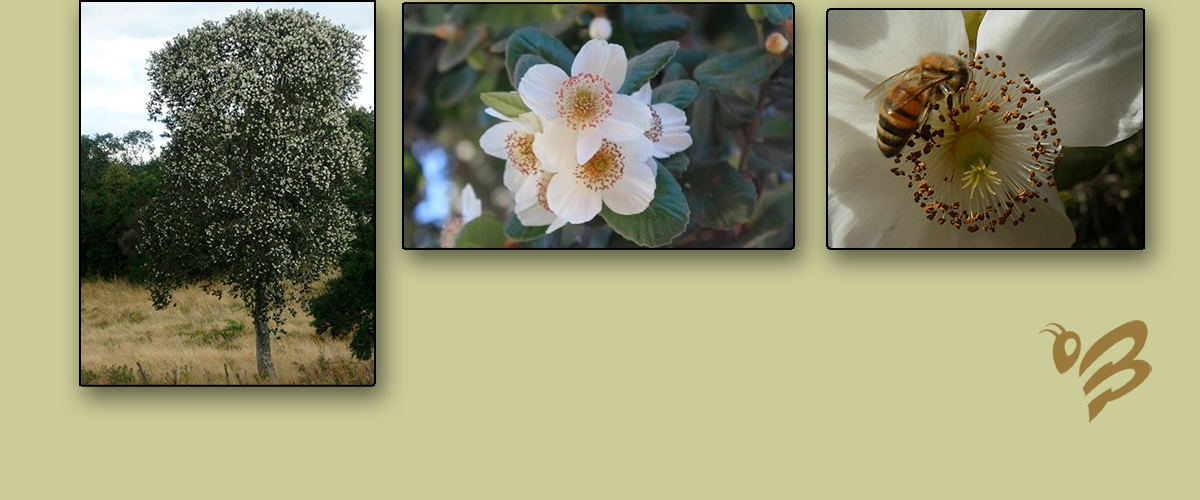 Miel de Ulmo flor